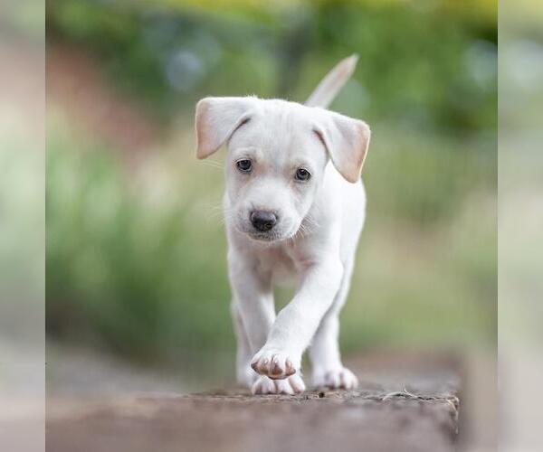 Medium Photo #2 Golden Retriever-Unknown Mix Puppy For Sale in San Diego, CA, USA