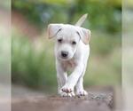 Small #1 Golden Retriever Mix