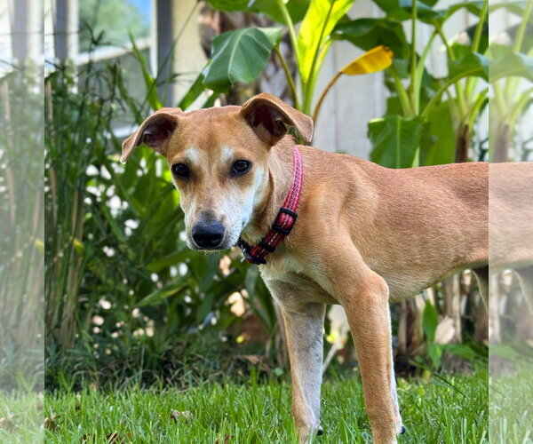 Medium Photo #4 Black Mouth Cur-Whippet Mix Puppy For Sale in Magnolia Springs, AL, USA