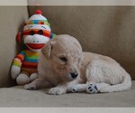 Small Photo #2 Goldendoodle Puppy For Sale in LIVE OAK, FL, USA