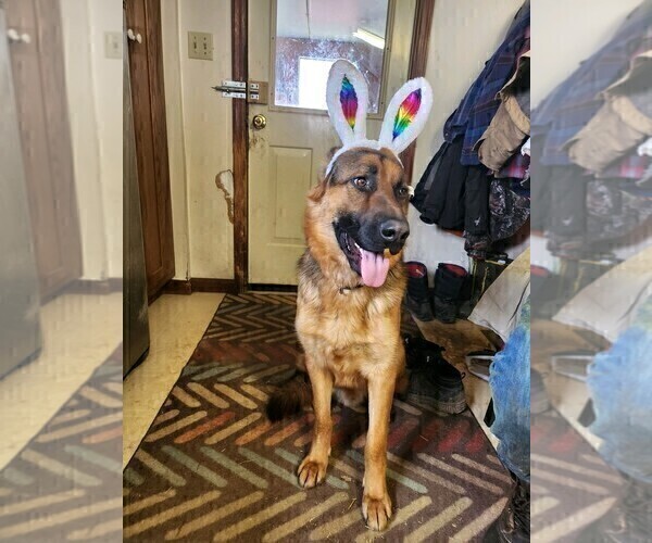 Medium Photo #42 German Shepherd Dog Puppy For Sale in LA FAYETTE, NY, USA