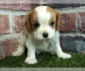 Cavalier King Charles Spaniel Puppy for sale in MOBERLY, MO, USA