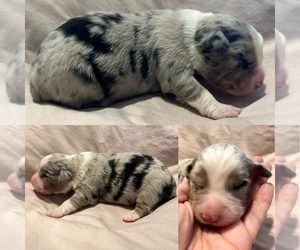 Miniature Australian Shepherd Puppy for sale in BROOKER, FL, USA