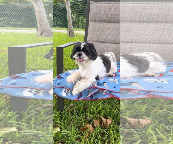Medium Photo #3 Shih Tzu Puppy For Sale in Weston, FL, USA