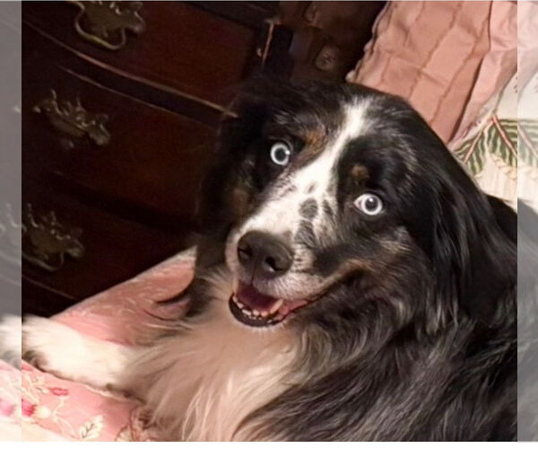 Medium Photo #1 Australian Shepherd Puppy For Sale in Dallas, TX, USA