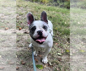French Bulldog-Unknown Mix Dogs for adoption in Millersville, MD, USA