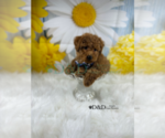 Small Photo #6 Poodle (Toy) Puppy For Sale in RIPLEY, MS, USA