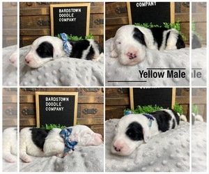 Sheepadoodle Puppy for sale in BARDSTOWN, KY, USA