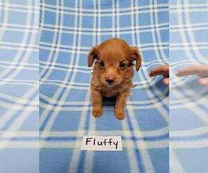 Chihuahua-Poodle (Toy) Mix Puppy for sale in HOPKINSVILLE, KY, USA