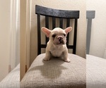 Small #1 French Bulldog