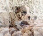 Small Photo #11 Bulldog Puppy For Sale in FAIRFIELD, IA, USA