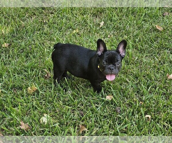 Medium Photo #4 French Bulldog Puppy For Sale in COLUMBUS, GA, USA