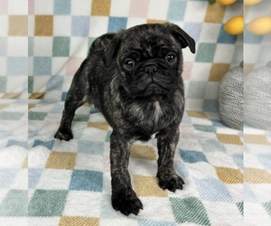 Pug Puppy for sale in FRANKLIN, IN, USA