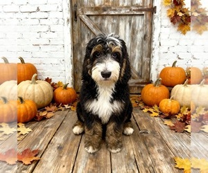 Bernedoodle Puppy for sale in MENIFEE, CA, USA