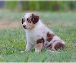 Puppy Cado Miniature Australian Shepherd