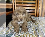 Reese - Male Labradoodle Puppy for Sale - Photo #7