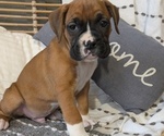Small Photo #52 Boxer Puppy For Sale in GOSHEN, IN, USA