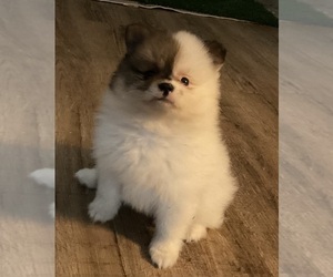Pomeranian Puppy for sale in GREENFIELD, OH, USA