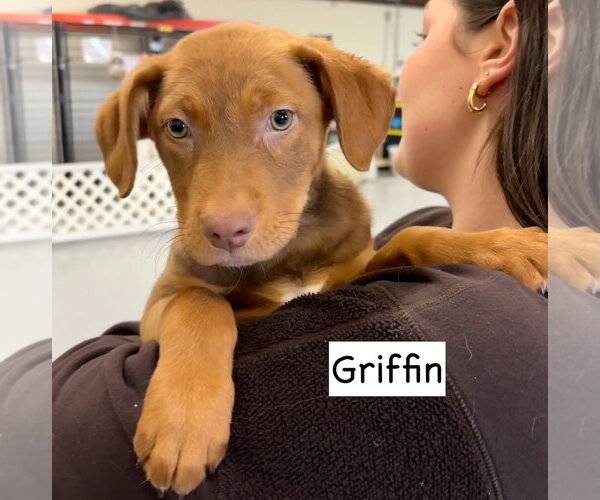 Medium Photo #3 Boxador Puppy For Sale in Gilberts, IL, USA