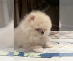 Puppy Marly jr Pomeranian