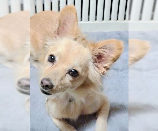 Medium Photo #6 Chiranian Puppy For Sale in Tustin, CA, USA