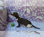 Small #12 Dachshund