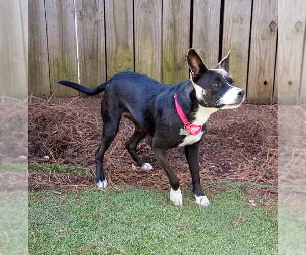 Medium Photo #4 Boxer-Unknown Mix Puppy For Sale in Kennesaw, GA, USA