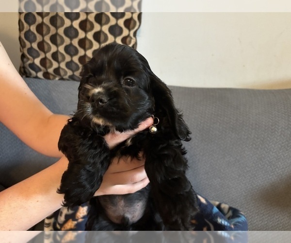 Medium Photo #11 Cocker Spaniel Puppy For Sale in COLBERT, GA, USA