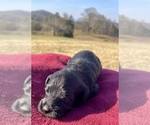 Small #7 Poodle (Toy)-Schnauzer (Miniature) Mix