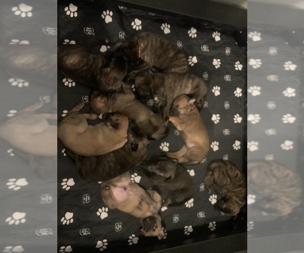 Medium Photo #2 Belgian Malinois-Dutch Shepherd Dog Mix Puppy For Sale in PLANO, TX, USA