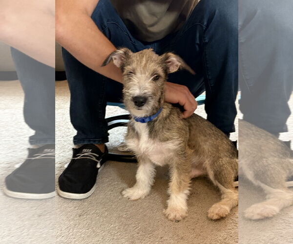 Medium Photo #8 Jack Russell Terrier-Unknown Mix Puppy For Sale in Virginia Beach, VA, USA