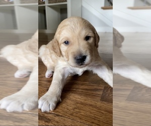 Goldendoodle (Miniature) Puppy for sale in BUFORD, GA, USA