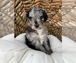 Small Photo #3 Bernedoodle Puppy For Sale in GILBERT, AZ, USA