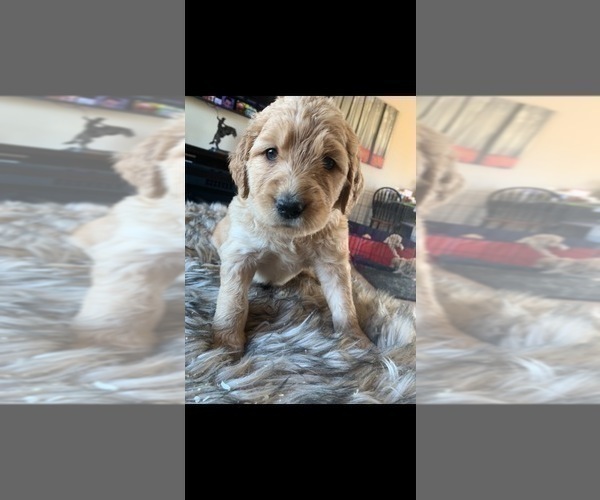 Medium Photo #20 Goldendoodle Puppy For Sale in RATHDRUM, ID, USA