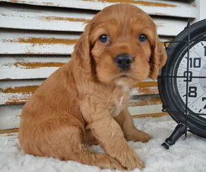 Cocker Spaniel Puppy for sale in HONEY BROOK, PA, USA