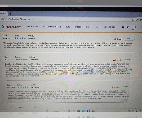 Medium Photo #9 Poodle (Miniature) Puppy For Sale in WHITEWATER, WI, USA