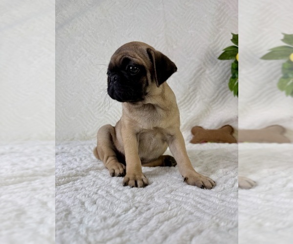 Medium Photo #3 Pug Puppy For Sale in GREENFIELD, IN, USA