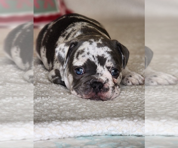 Medium Photo #12 French Bulldog Puppy For Sale in CAPE CORAL, FL, USA