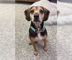 Small #3 Beagle Mix