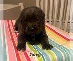 Puppy Puppy 7 Cane Corso