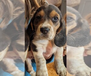 Bagle Hound Puppy for sale in ALTON, MO, USA