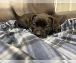 Small Photo #49 American Bully Puppy For Sale in REESEVILLE, WI, USA