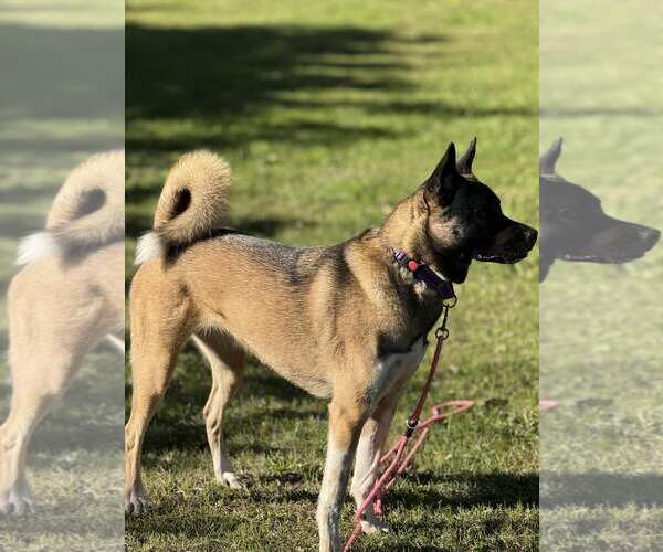 Medium Photo #11 Akita-Huskies  Mix Puppy For Sale in New London, WI, USA