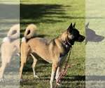 Small #10 Akita-Huskies  Mix