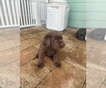 Small #14 Labrador Retriever