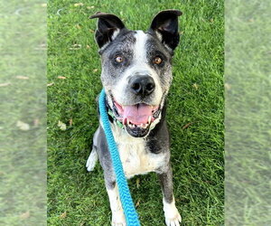 Labrador Retriever-Unknown Mix Dogs for adoption in Sacramento, CA, USA