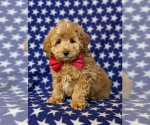 Cockapoo-Poodle (Miniature) Mix Puppy for sale in BIRD IN HAND, PA, USA