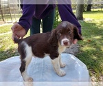Small Photo #11 Brittany Puppy For Sale in FORT MC COY, FL, USA