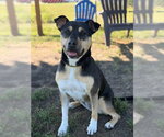 Meg - Female Mutt Dog for Adoption - Small photo