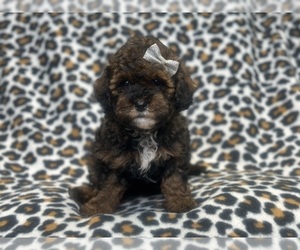 Poovanese Puppy for sale in LAKELAND, FL, USA